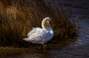Wildlife Elegance at Sunrise