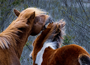 Wild Horses One Upmanship