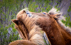 Wild Horses Sparring