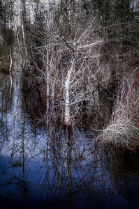 Winter Cold Bleached  Cypress Marsh