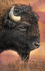 Yellowstone Bison Portrait