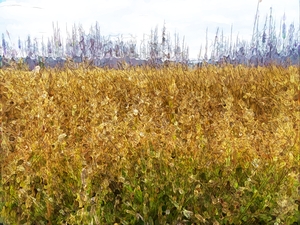 Yellowstone Grass Layers