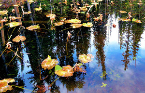 Yellowstone Lily Pad Sunset Reflections