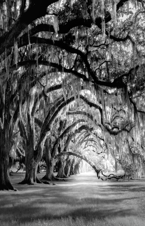 Live Oak Allee in Black and White