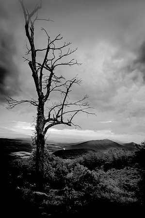 Blue Ridge  Tree Still Standing Tall
