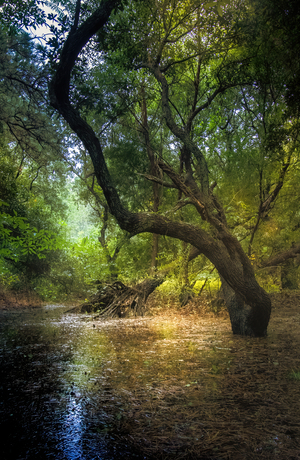 Mysterious Forest Clearing