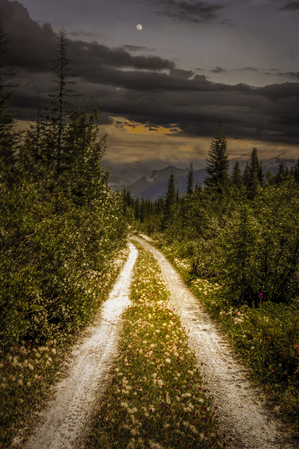 Icefield Parkway Backroad  Wildflowers Gone to Seed