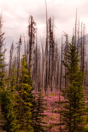 Icefields Parkway Out of the Ashes 