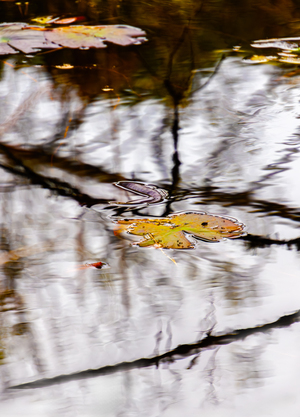 Floating Flora in Winter