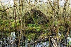 Louisiana  Lake Fausse Pointe State Park Cypress Tree