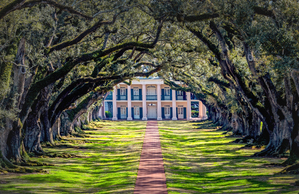 Oak Alley Plantation Tunnel by Norma Brandsberg Photography