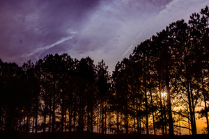 Peeking Through Trees