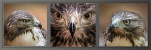 Red-tailed Hawk Triptych