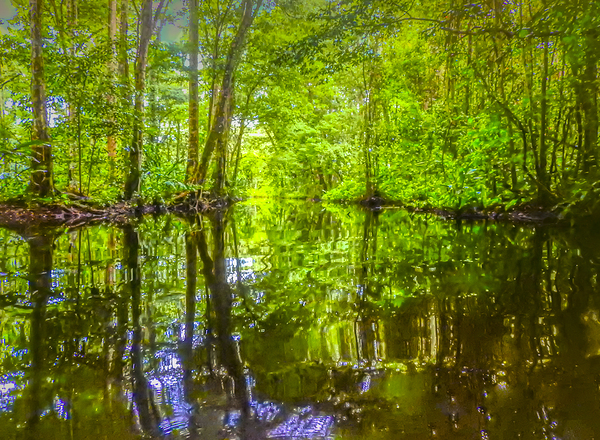 Costa Rica Mangrove Forest