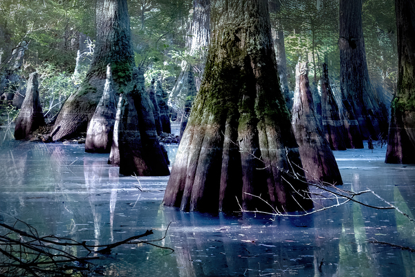 State Park Cypress Trees at Sunrise Print