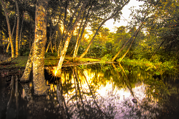 Playa Grande en Cahuita Beach Wetlands  Print