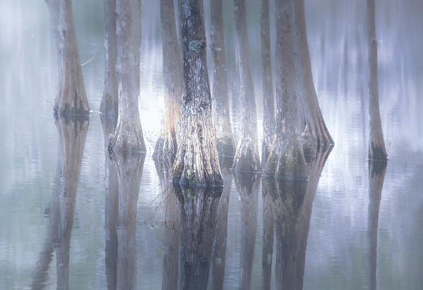 Cypress Tree Reflections Print