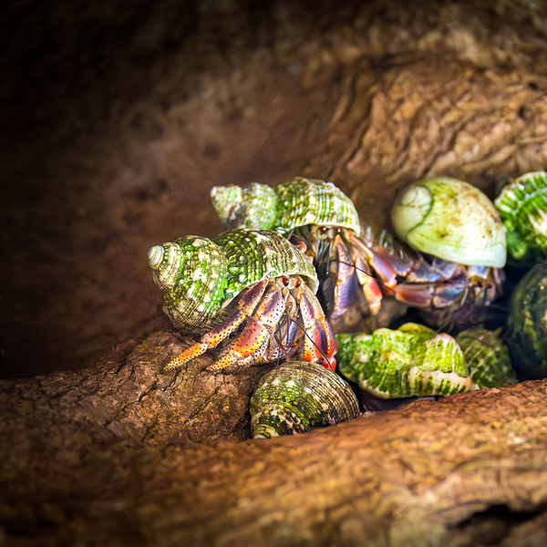 Costa Rica  Hermit Tree Crabs Print