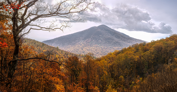 Golden Colors of Autumn Print