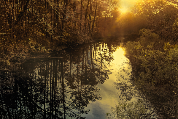 Francis Marion National Forest  at Dusk Print