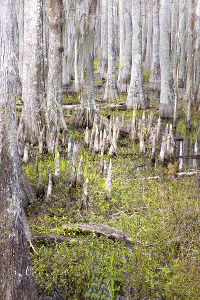 Atchafalaya National Preserve Cypress Trees Print