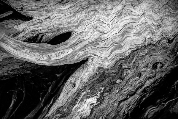Abstract  Bald Cypress Tree Root Patterns in Black and White Print