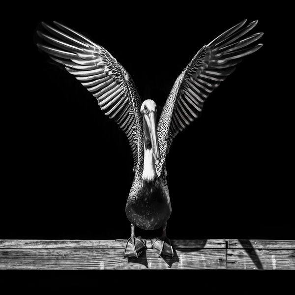 Pelican Take Off in Black and White  Print