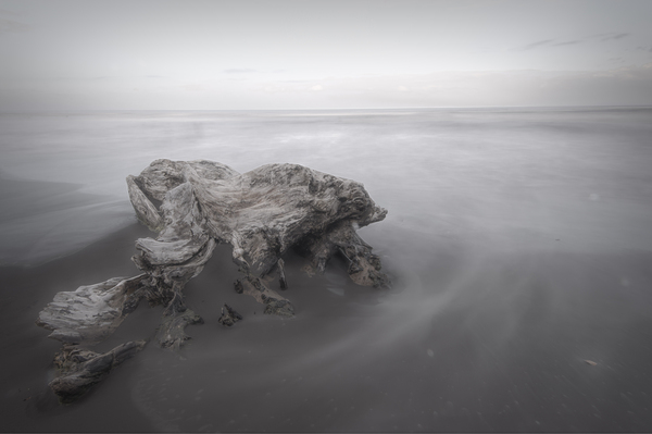 Cahuita Beach Driftwood White on White