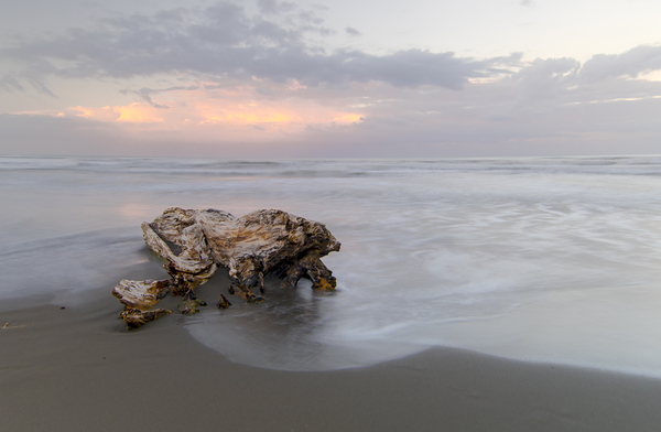 Caribbean Driftwood and Black Sand Beach