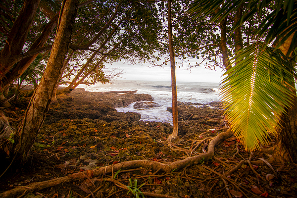 Meandering through the Costa Rica Jungle Beach