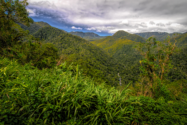 Costa Rica Colors of the Rainforest  Print