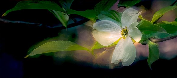 Dogwood Perfection Print