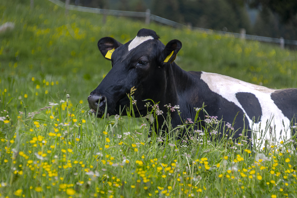Dolomite Happy Cow Print