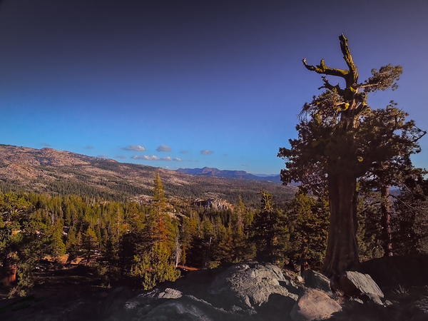 Eldorado National Forest Print