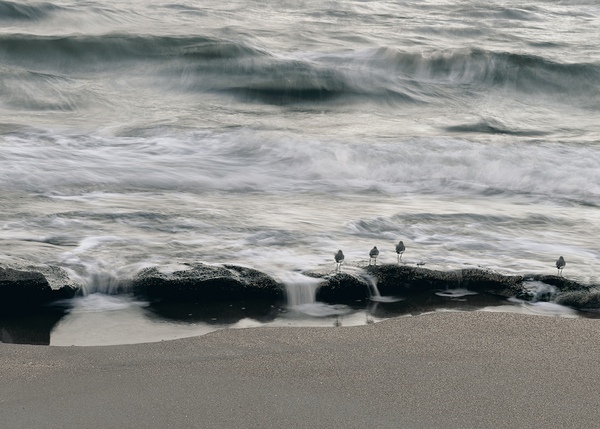 Coquina Beach Birds Palm Coast Florida Print