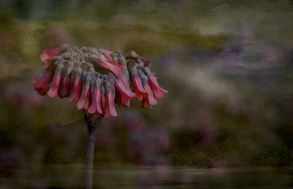 Pink Chandelier Kalanchoe Delagoensis Flower Print