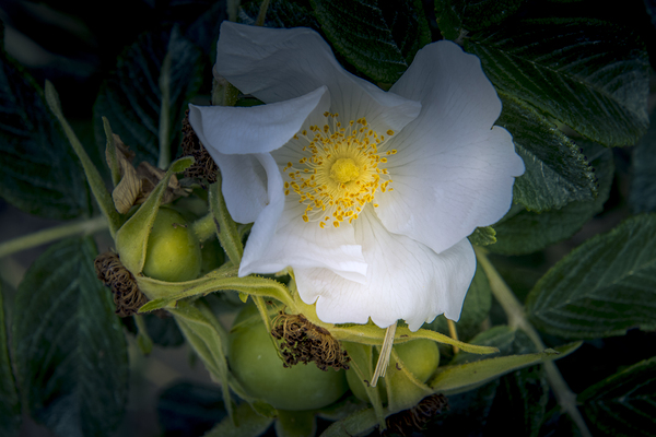 French Normandy Coastline Rose Hips Print