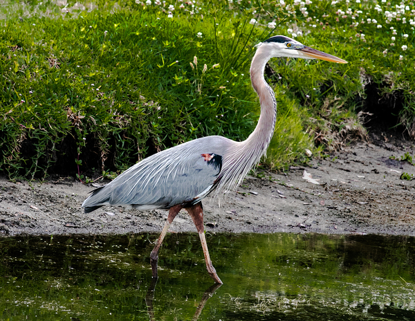 The Heron Strut Print