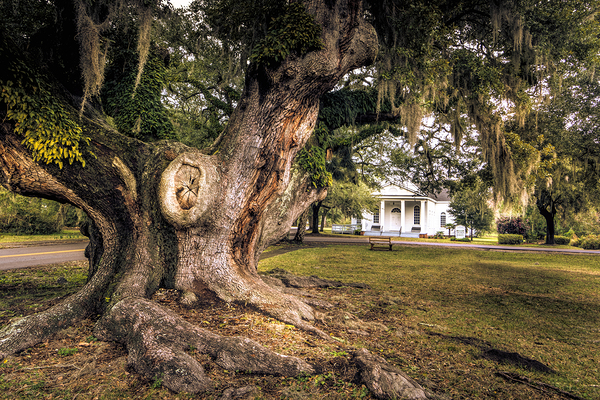 McClellanville Deerhead Live Oak Tree