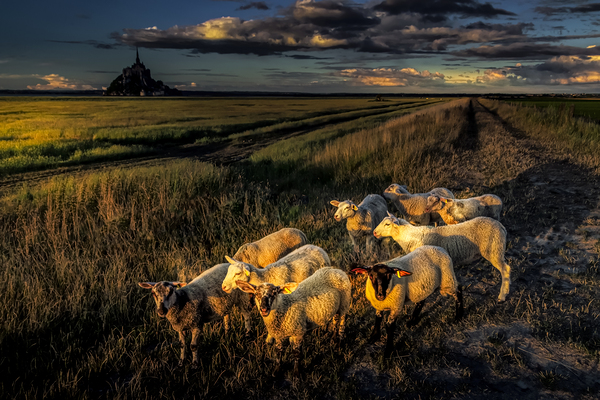 Mont Saint Michel Sheep Print