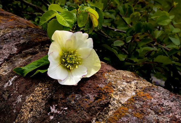 Lynchburg Old City Cemetery Lenten Rose Print