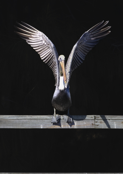 Brown Pelican Hallelujah Print