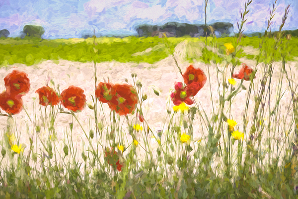 Artistic French Roadside Poppies Print