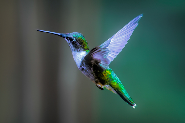 Female Ruby Throated Hummingbird Print