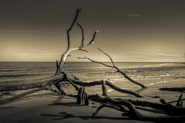 Hunting Island Beach Driftwood Shadows Print