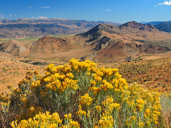 The Straw Flower Bouquet in the Tahoe Desert Print