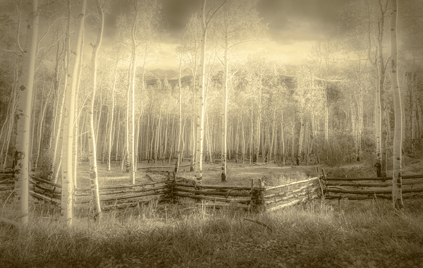 Artistic Colorado Aspens in Sepia Monotone Print