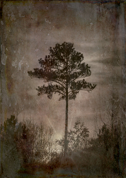 One Antique Textured Tree Print