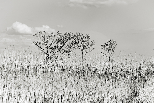 Blowing in the Winds Print