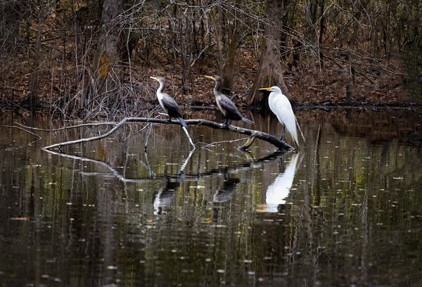 The Line-up white Egret Heron and  Coromont Print